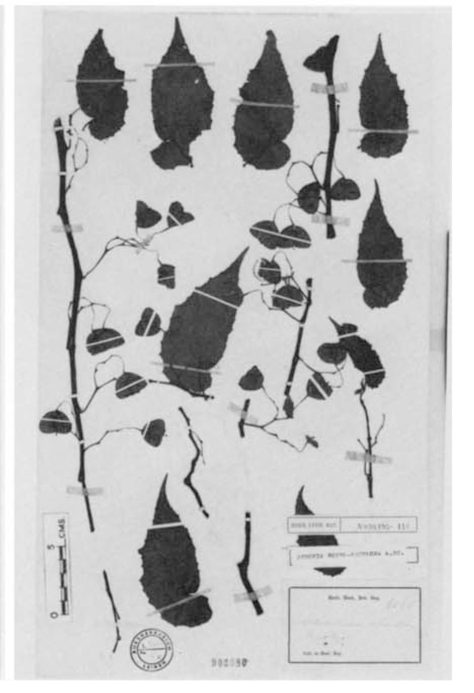 B. rubrosetulosa